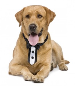 Cravatta per cani